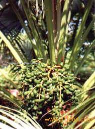 coconut oil