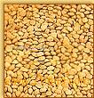 Wheat