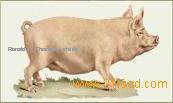 pork