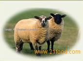 sheep