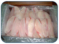 Fresh Tilapia from Honduras