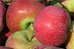 Apples