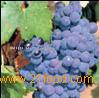 RED GARNACHA