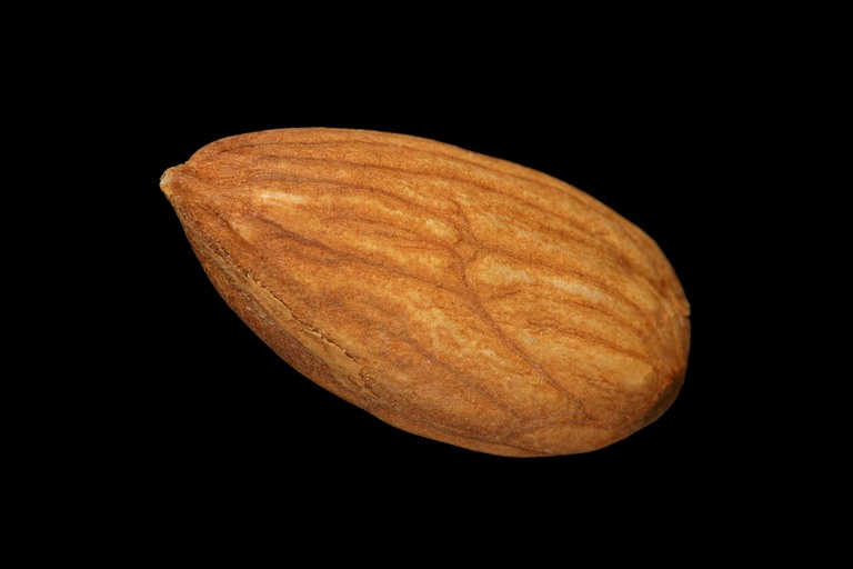 Almomd