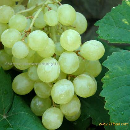 White Grape Juice Concentrate