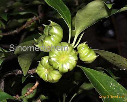Shikimic Acid_anti flu