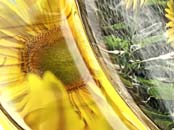 Sunflower Oil