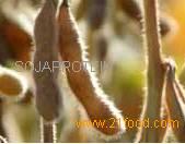 CRUDE DEGUMMED SOYBEAN OIL
