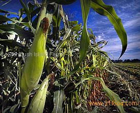 corn,corn puree from IQF corn