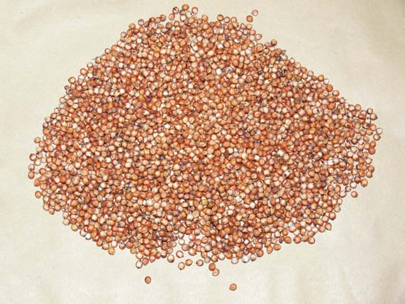 SORGHUM