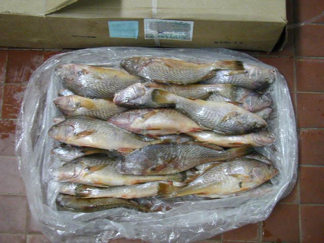 WTS CROAKER/Micripogonias Furnieri/W/R