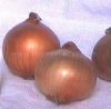 Supply onion