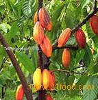 Cocoa Powder