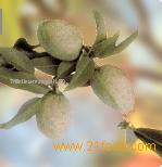 Almonds