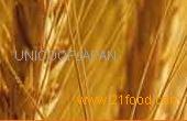 Barley
