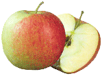 Jonagold Apple