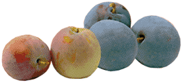 Plums