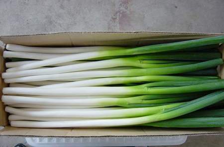 Shallot(Naganegi)
