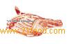 Forequarter