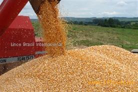 Yellow Corn from Brazil