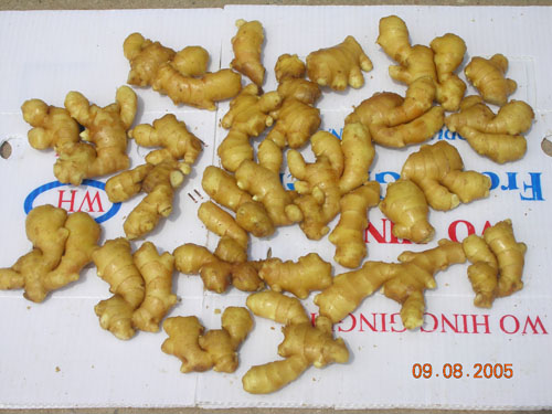 fresh ginger(the surfacer wet ginger)