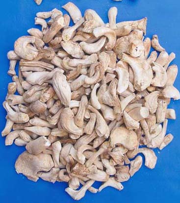 Dried Mushrooms Stem