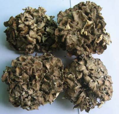 Grifola frondosa