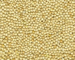 White millet
