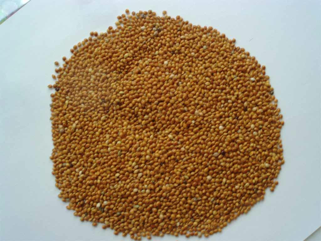 Red millet