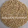 White sorghum