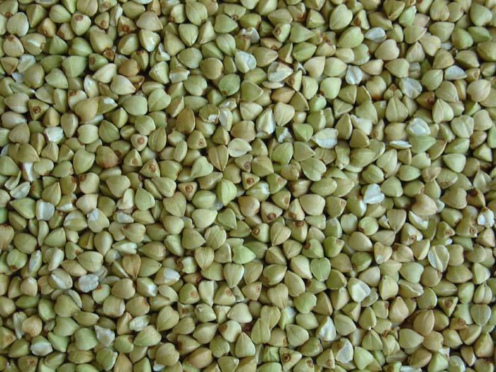 Buckwheat