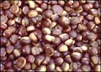 chestnut