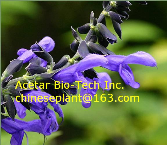Clary sage oil