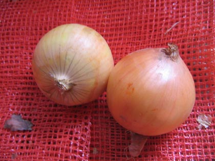 Yellow Onion