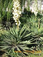 Yucca Schidigera Extract/Sarsaponin