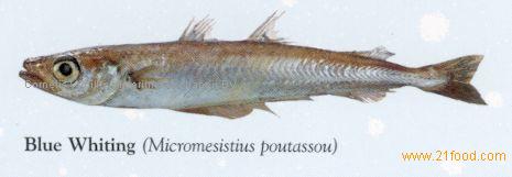 micromesistius poutassou