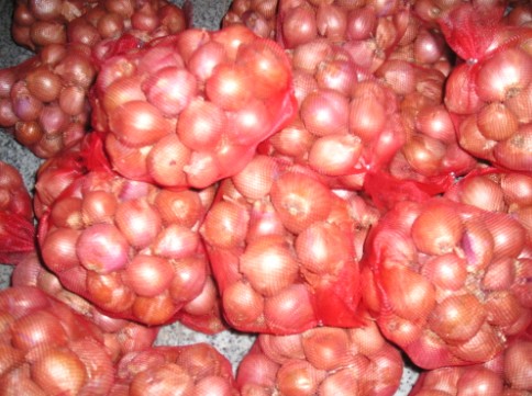 Onion Shallot