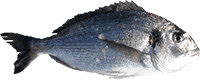 gilthead sea bream