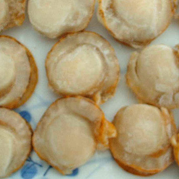 frozen scallops