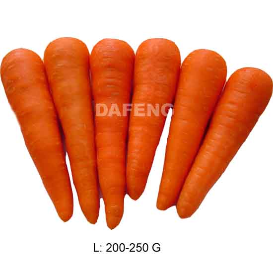 carrot