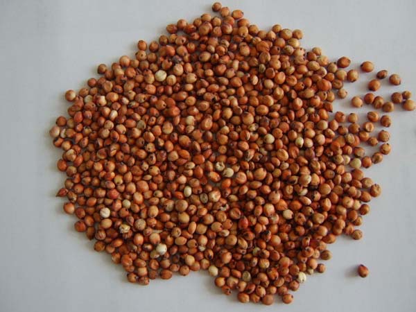 Corn Sorghum