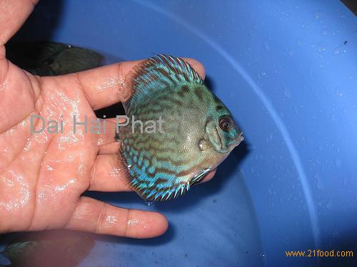 discus fish