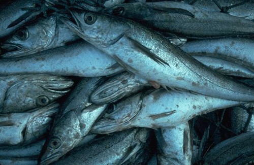 Hoki Fish