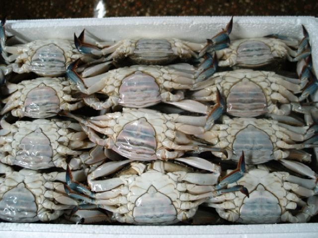 frozen swimming crab,China Sinwa price supplier - 21food