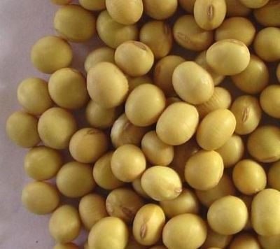 TOFU Grade Soybean with High Protein,China price supplier - 21food