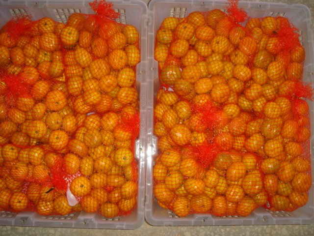 Chinese red clementine products,China Chinese red clementine supplier