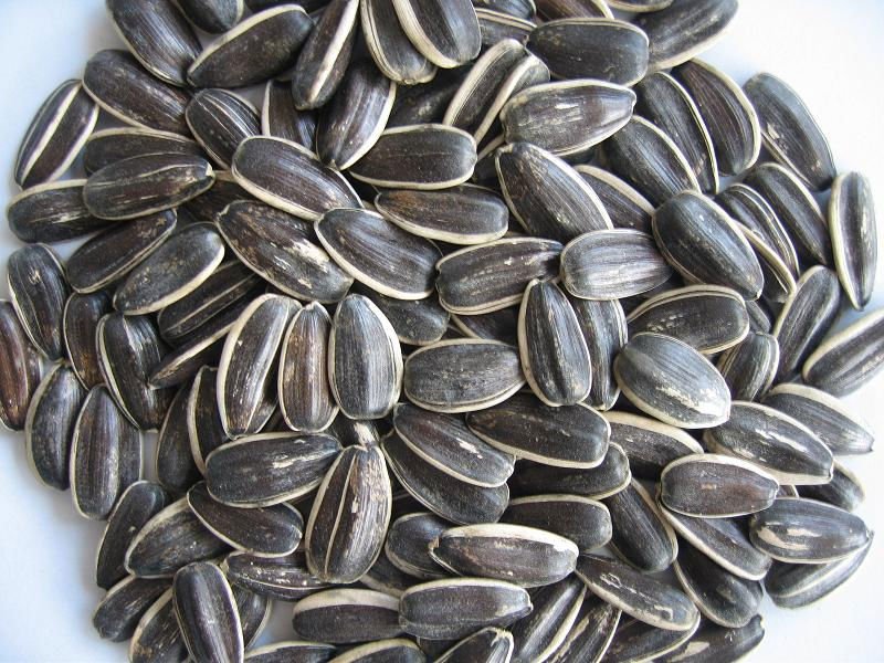 Chinese Sunflower Seeds--5135,China zhongruifood price supplier - 21food