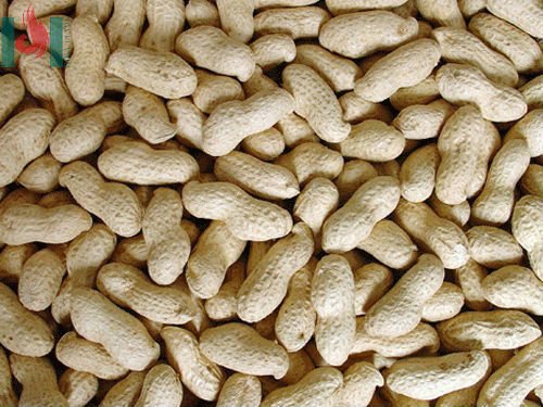 Peanuts