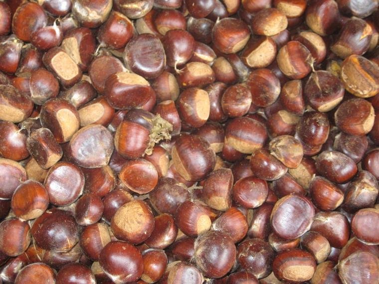 Chinese Chestnuts products,China Chinese Chestnuts supplier