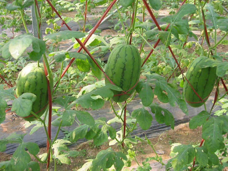 Chinese watermelon,China Hongsen price supplier - 21food